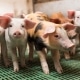 Piglets fed with fermented rapeseed do better than those fed medicinal zinc (ZnO)