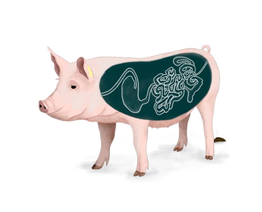 Illustration of a sow and the guts