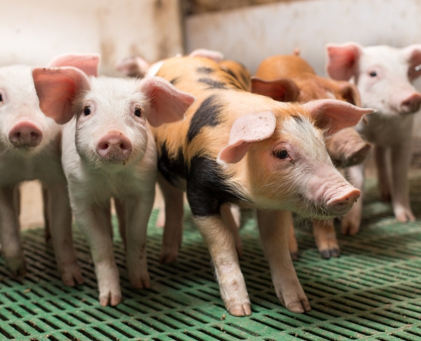 Weaned piglets in the weaner section, breeded without zinc