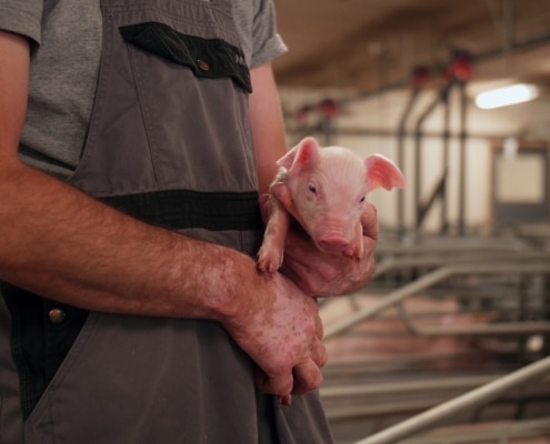 Sows fed fermented rapeseed and seaweed provide more milk and stronger piglets.