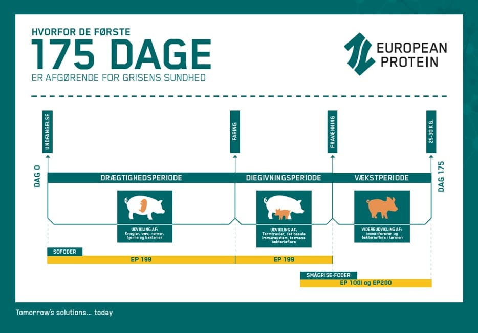 En oversigt der viser fodringskonceptet kaldet "De første 175 dage", hvor smågrisens sundhed forbedres gennem soens foder