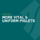 More vital and uniform piglets