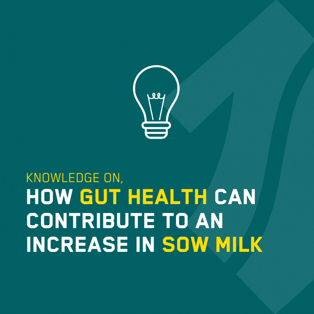 Hvordan tarmsundhed bidrager til mere mælk hos soen