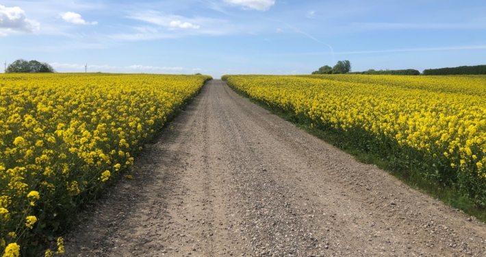 An image of a Danish rapeseed field in bloom