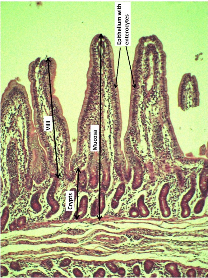 En billede, der viser tyndtarmen på en smågris, der er fodret med soja og zink oxid.