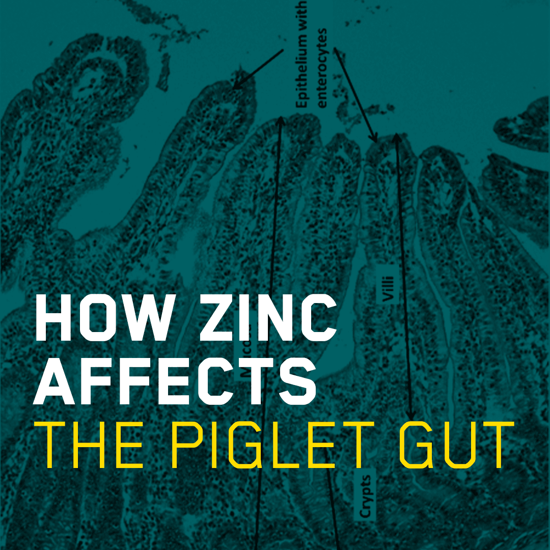 Sådan påvirker zink grisens tarme
