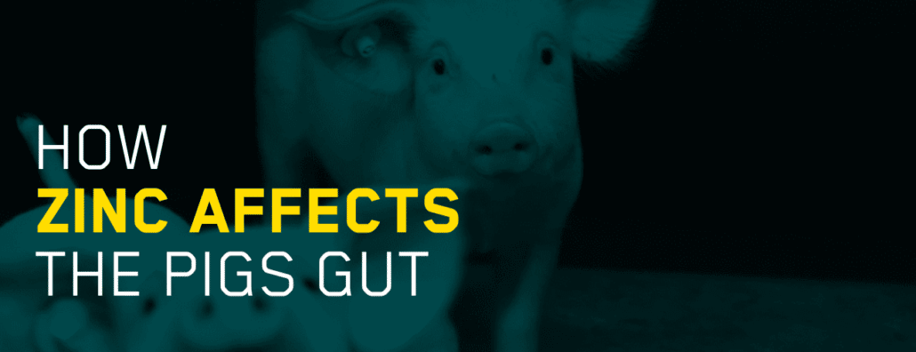 How zinc affects the piglet gut