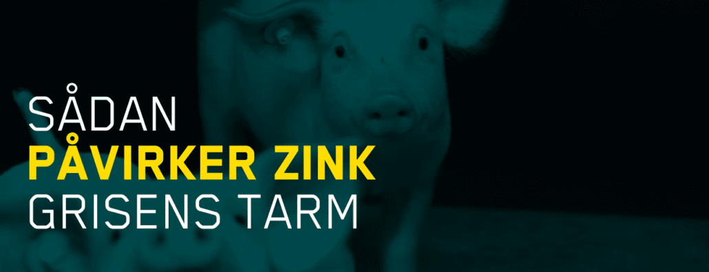 Sådan påvirker zink grisens tarm