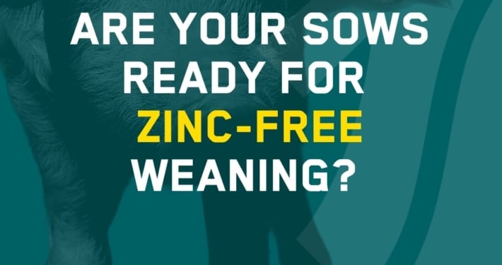 Are your sows ready for zinc free weaning