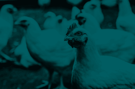 Chickens-are-fed-with-fermented-proteins-from-european-protein