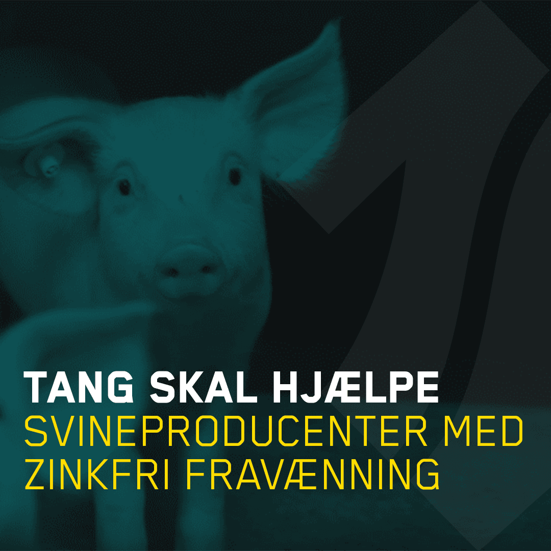 Tang skal hjælpe svineproducenter med zinkfri fravænning
