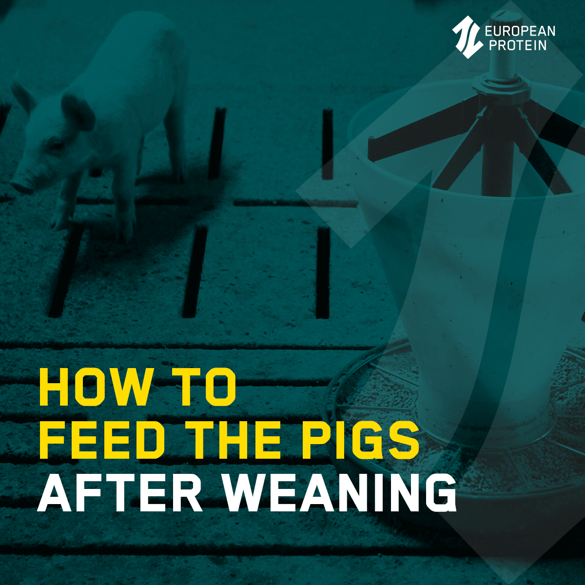 How to feed the pigs after weaning