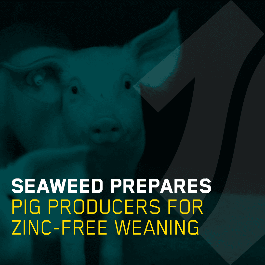 Seaweed prepares pig producers for zinc-free weaning