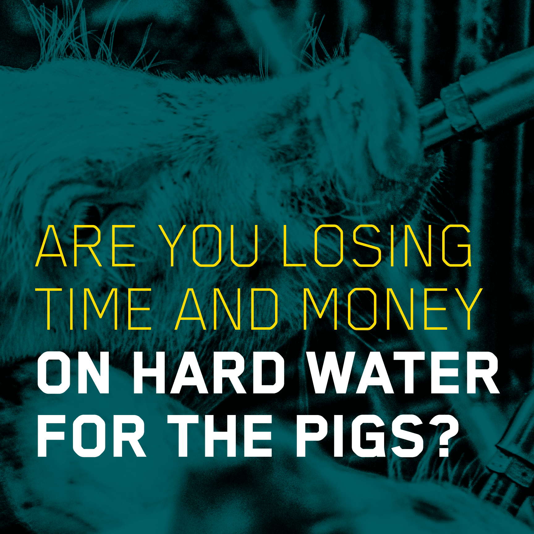 Losing time and money on hard water for the pigs?