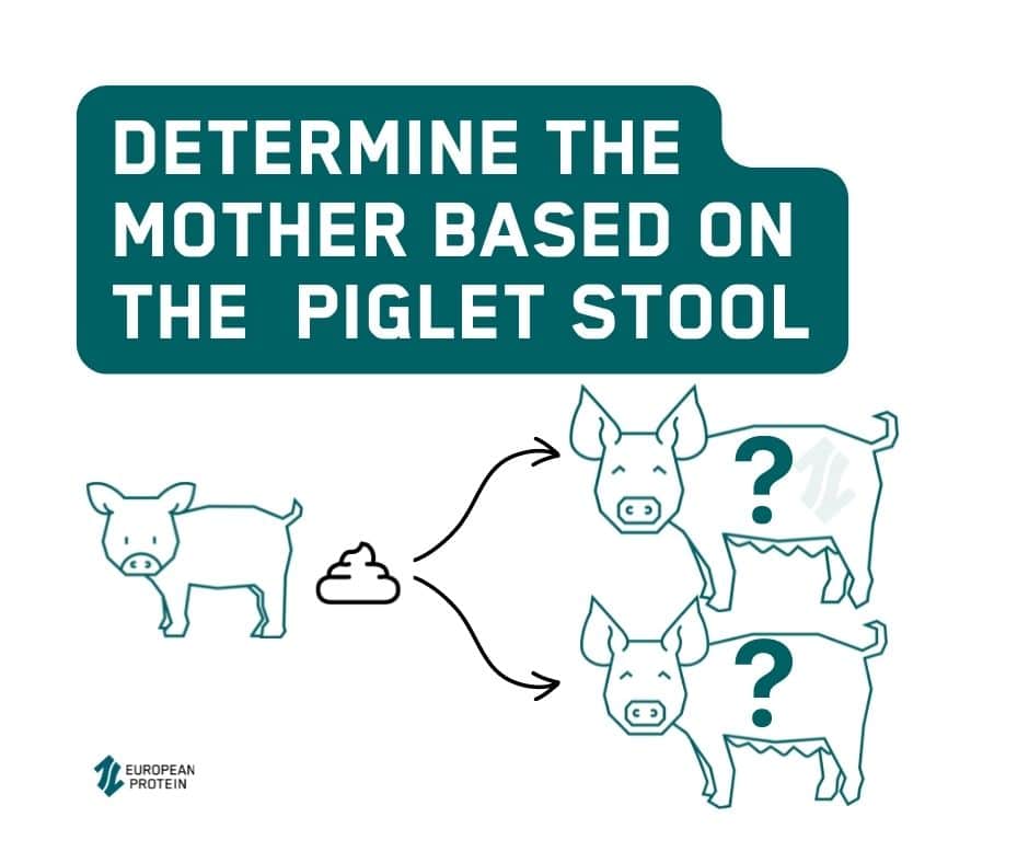 SOW GUT HEALTH CAN BE TRACED IN PIGLET STOOL