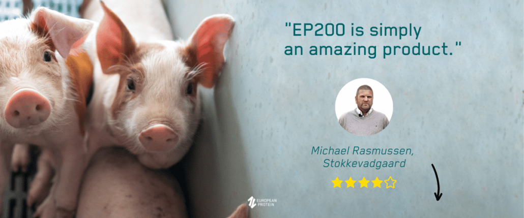 EP200 experiences with the soy protein EP200 in pig feed_topbillede INT