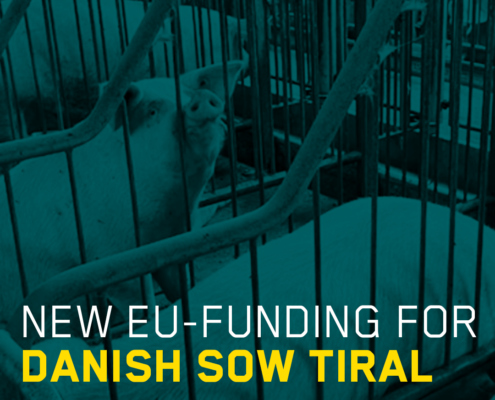 New EU funding for Danish sow trial