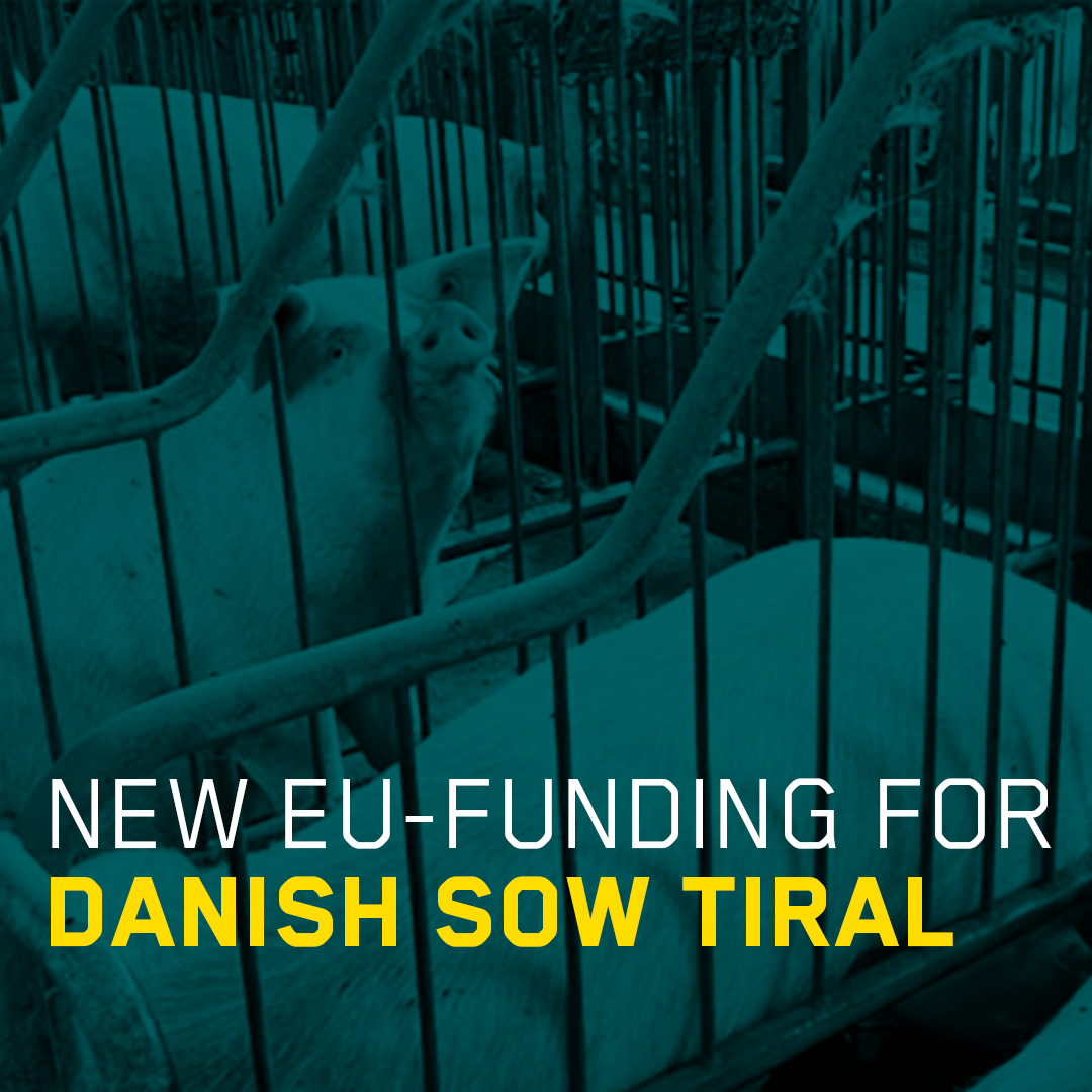 New EU funding for Danish sow trial