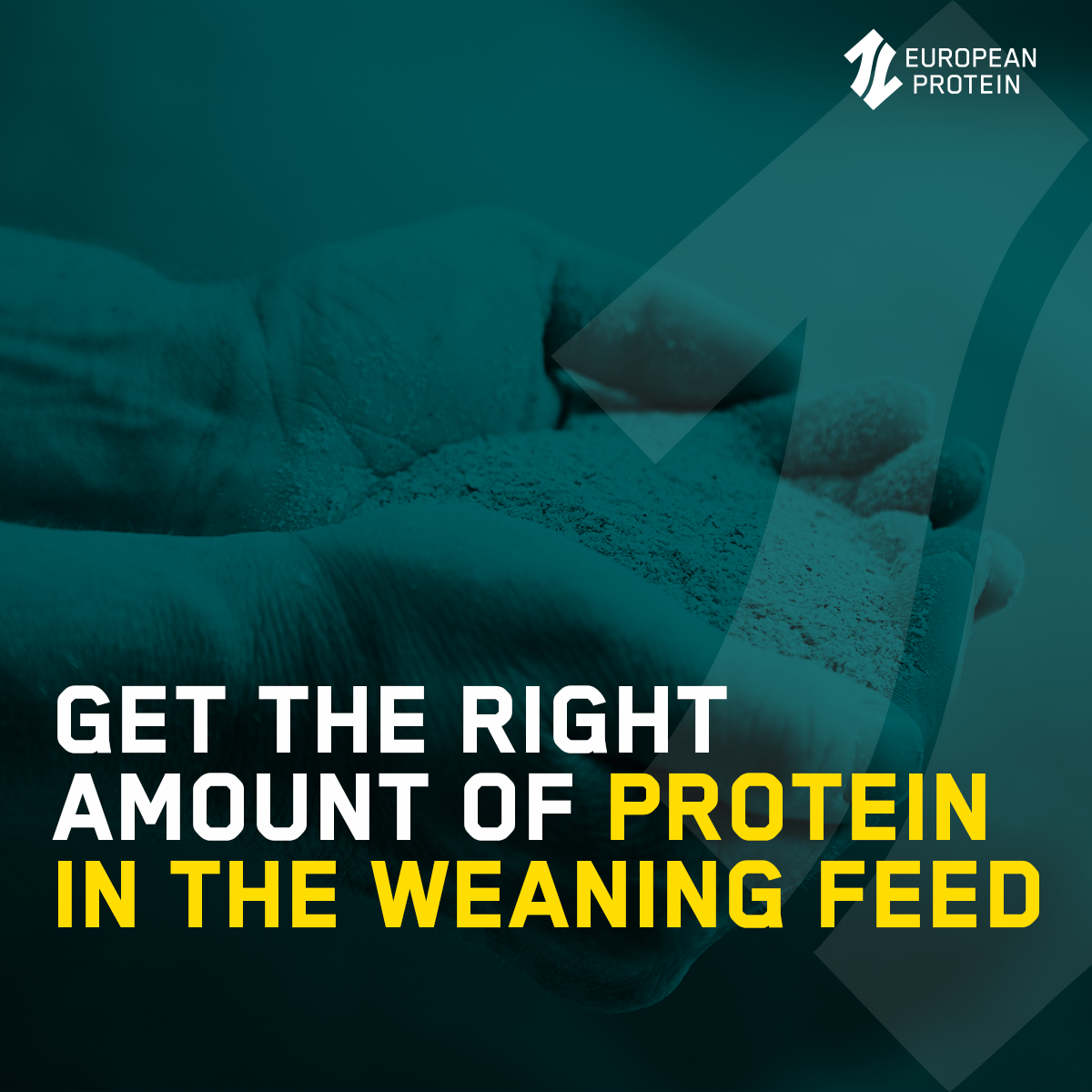 Get the right amount of protien in the weaning feed