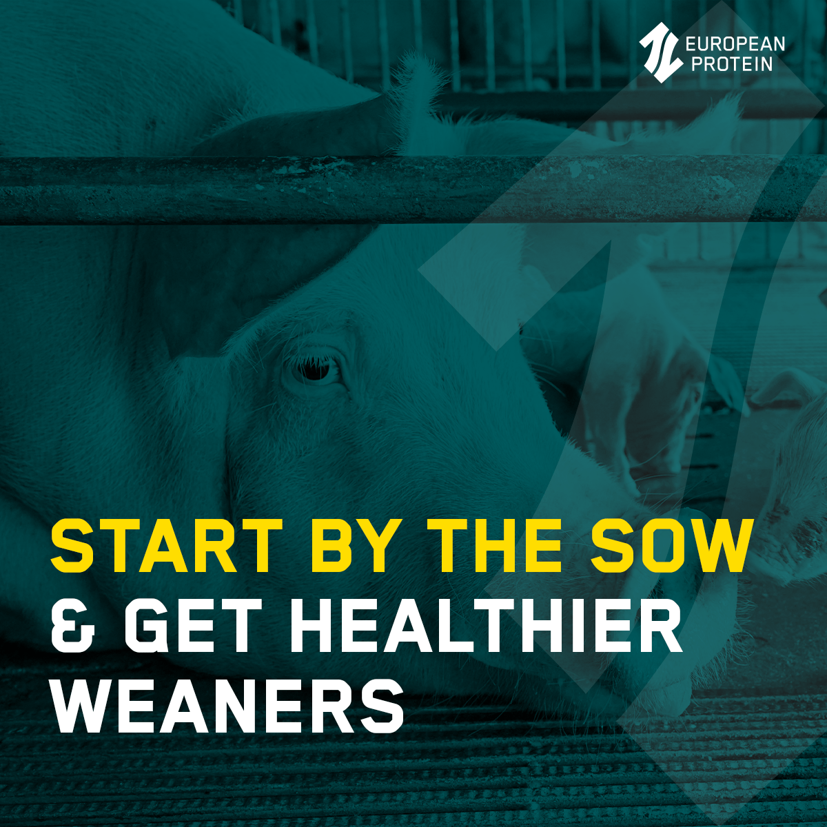 Start by the sow and get healthier weaners