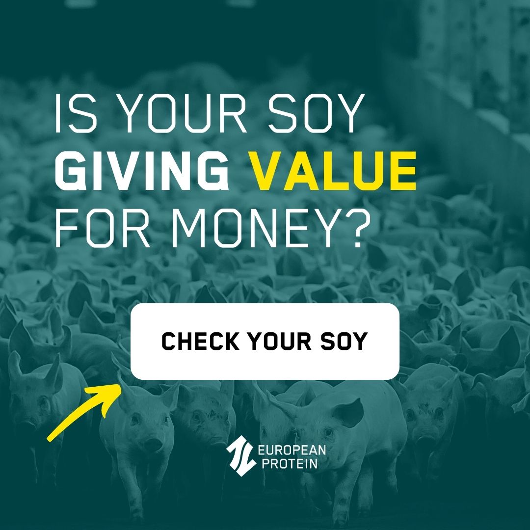Compare your price for soy protein for pig feed