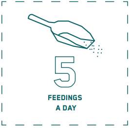 Learn how the feed affects the guts - feeding pr day