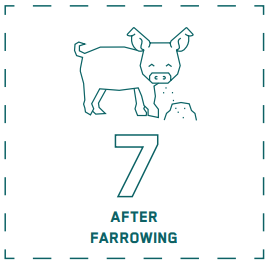 Learn how the feed affects the guts - feeding after farrowing