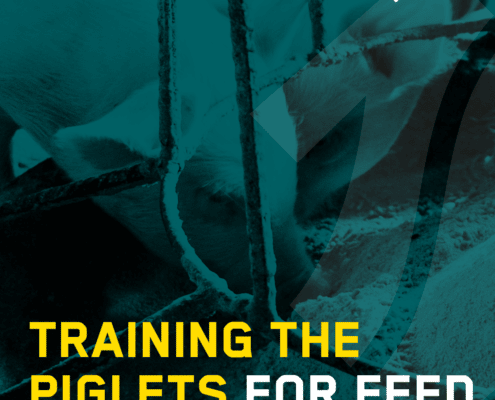 Training the piglets for feed