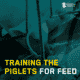 Training the piglets for feed