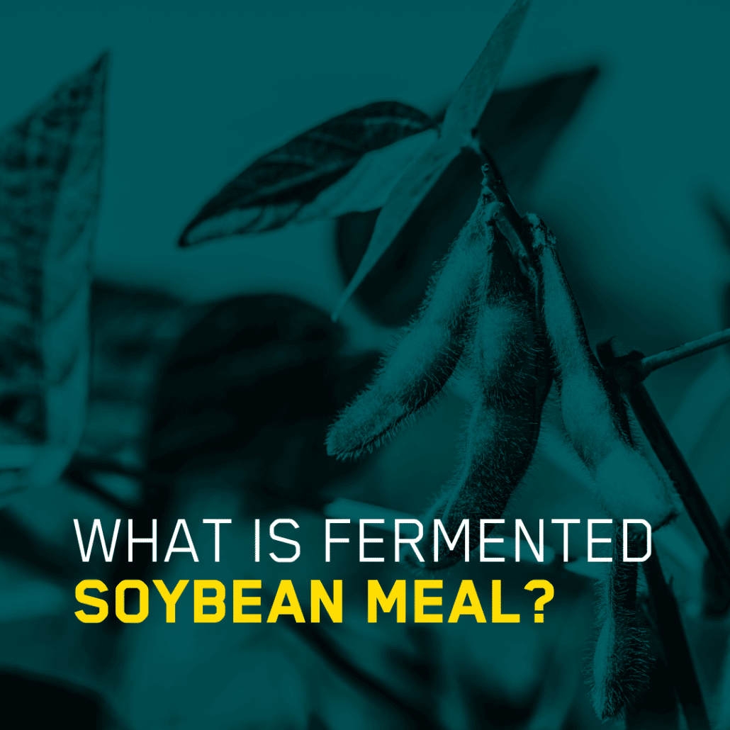 What-is-fermented-soybean-meal?