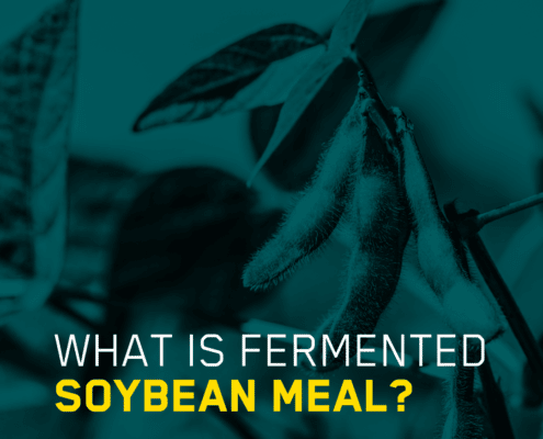 What-is-fermented-soybean-meal?
