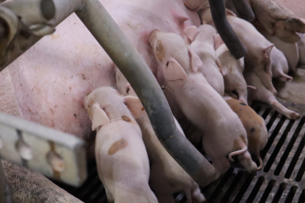 Sådan fik griseproducenten større mælkeydelse hos søerne 