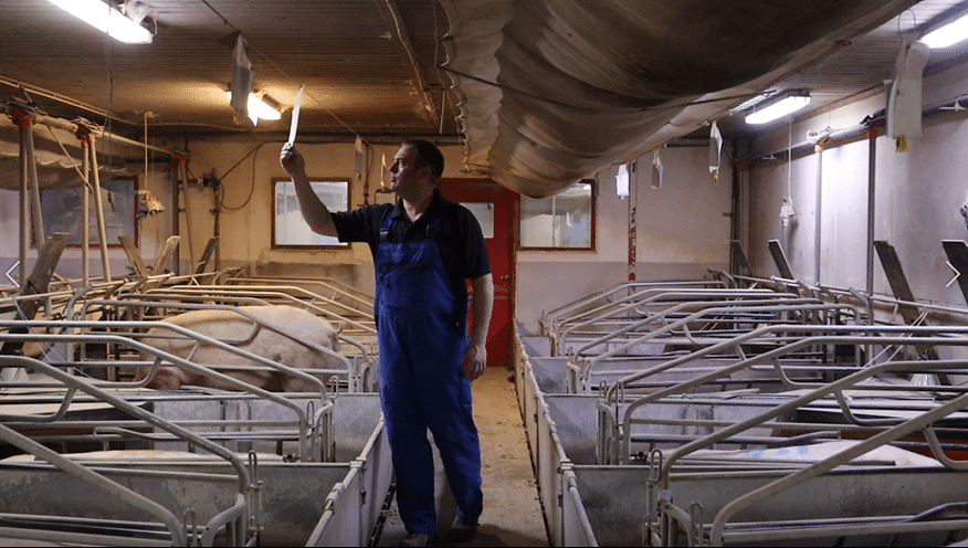 How the pig producer increased the sows milk yield