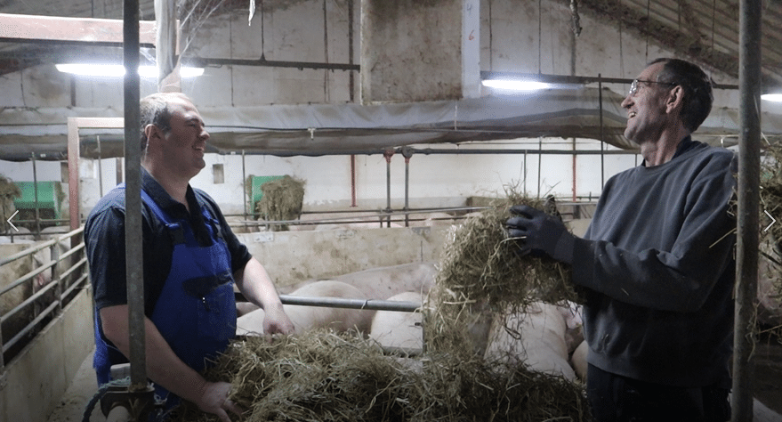 How the pig producer increased the sows milk yield